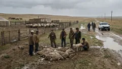 "Өтемақы төленбейді". Атырау облысында жауын-шашыннан кейін мыңнан аса мал қырылды
