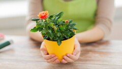 Бөлме гүлдеріне қыс алдында қандай күтім керек? Пайдалы өсімдіктер топтамасы
