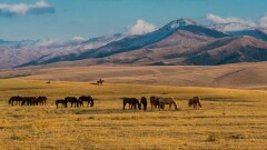 Елде 8 млн гектар ауыл шаруашылығы жері пайдаланылмай бос жатыр