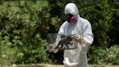 Маймылшешек індеті әлемнің 14 еліне тарады