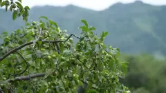 Іле-Алатауы ұлттық паркінде жаңа туристік соқпақ пен ақпараттық орталық ашылды