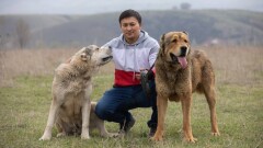 "Таза қандылары қалмады". Сұлтан Ибрагимов төбетті көбейту жұмыстарының қалай жүріп жатқанын айтты