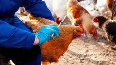 Қазақстан аса қауіпті құс тұмауынан таза ел мәртебесін иеленді