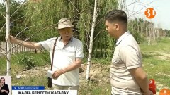Алматы облысында 3 млн теңгеге егілген ағаштар қурап қалды