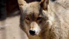 Еттің қымбаттауынан зообақтар азық үшін ұсақ мал асырап жатыр