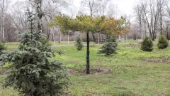 "Семей орманы" бұрынғы қызметкерлері жарты миллиард теңгенің көшетін ұрлады деген күдікке ілінді