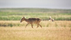 БҰҰ Қазақстанда киіктердің қалай қорғалатыны туралы фильм шығарды