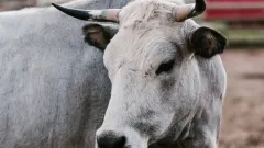Қазақстанда бұқа экспортына уақытша тыйым салынды  