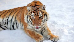 Қазақстанға Амур жолбарыстарын әкелуге дайындық қалай жүріп жатыр? Фоторепортаж