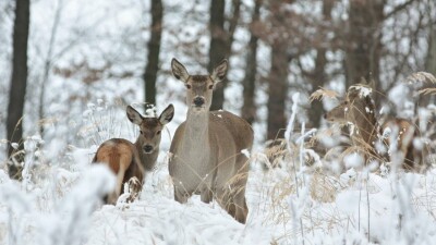 Ресейден еліктер де жаппай келіп жатыр. СҚО шаруалары егістік алқаптары үшін алаңдаулы