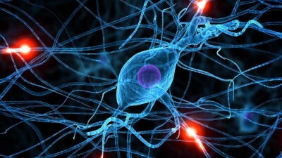 Чикаго ғалымдары жүйке жасушаларын қалыпқа келтірудің жолын тапты