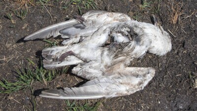 Атырауда құстар жаппай қырылып жатыр