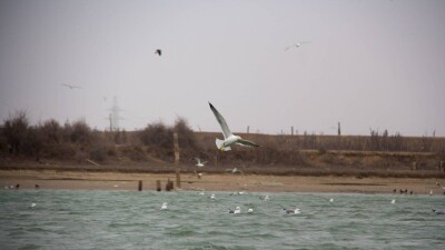 Қазақстанда ұлттық кітап күні белгіленеді