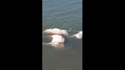 Батыс Қазақстандағы Мұратсай су қоймасынан киік өлекселері табылды   