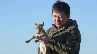 Сәкен Ділдәхмет: Киіктерден бөлек қасқырлардың азаюы үлкен мәселе болып отыр