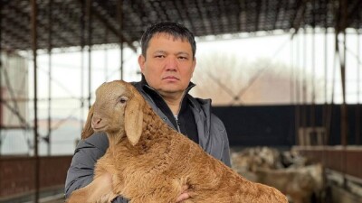 Түркістан облысында салмағы 230 келі қой Қазақстанның рекордтар кітабына енді