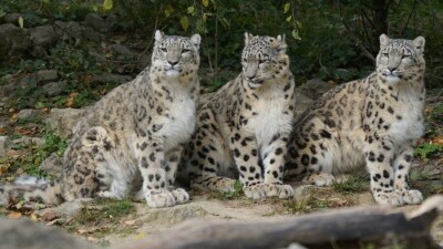 Алтынемел ұлттық паркінде қар барысы тағы да фототұзаққа ілікті