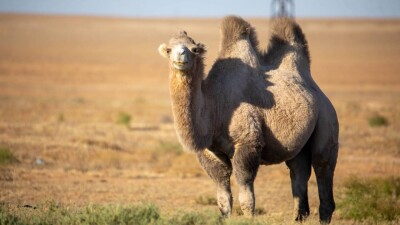 "Аллергия шақырмайды, жүйке ауруларын емдейді". Ғалымдар түйе сүтінің пайдасы туралы әңгімеледі