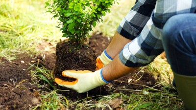 Ақтөбеде бюджеттен 250 млн теңге бөлінген ағаш санағы жобасы аяқсыз қалды