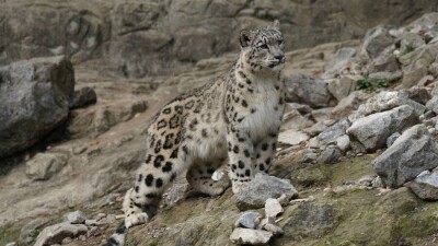"Көлсай көлдері" ұлттық паркінде қар барысы фототұзаққа ілікті