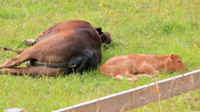 Маңғыстау облысында қырылған мыңға жуық малдың иесі белгісіз