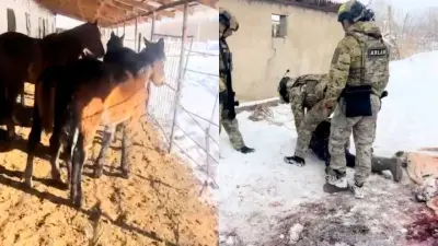 Жетісуда 11 жылқыны айдап алып кеткен қылмыстық топ ұсталды