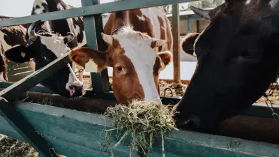 Жайылым жоқ: Ақтөбе іргесіндегі тұрғындар төрт түлігін қорада қамап ұстауға мәжбүр