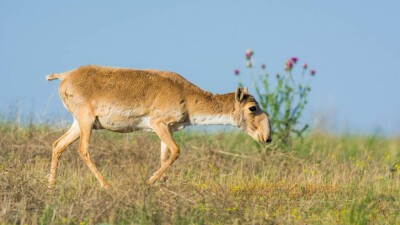 10 ақпаннан бастап қайтадан ақбөкенді атуға уақытша тыйым салынды