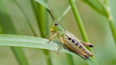 Атырау облысында шегіртке қаптап, шаруалар үкіметтен көмек сұрады