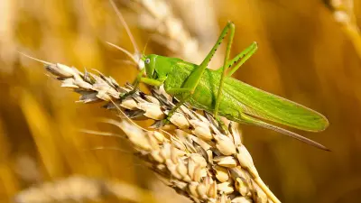 Шегіртке қаптауының экологияға және экономикаға зияны қандай? 