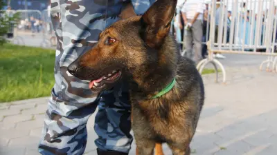 Ақмола облысында марихуана өсірген шетелдік азамат үш жылға сотталды