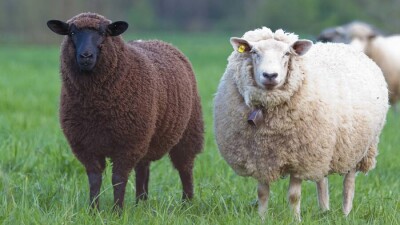 Жамбыл облысында тұрғындар өз жерін кепілге қойып, 1 млрд несие алған кәсіпкерді таппай отыр