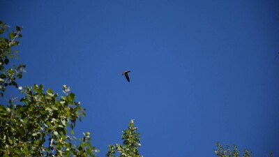 Бидайық құсы араға 30 жыл салып Алматы қорығына қайта оралды