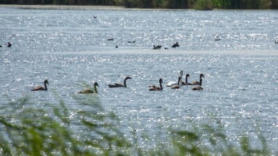 Мәжіліс депутаттары Аса өзенінің суын Билікөлге жіберуді ұсынды
