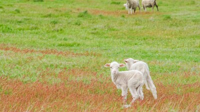 "Сыртымыздан қол қойып жіберген". Түркістан облысында халық жерін қайтаруды сұрады