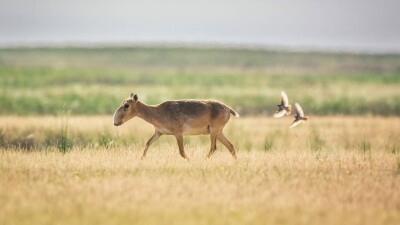 БҰҰ Қазақстанда киіктердің қалай қорғалатыны туралы фильм шығарды