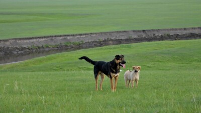 "Қорадағы 12 қойымнан айырылдым". СҚО-да шаруалар қаңғыбас иттерге шағымданды