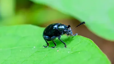 "Денем бөртіп, ауруханаға түстім". Абай облысында тұрғындар қоңызға шағымданды 