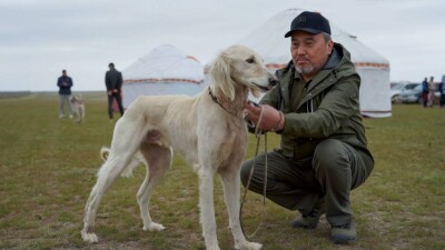 "Қазақ тонын төсеп, төріне шығарған": Әлемге таралған тазыны қашан дүние жүзі мойындайды?