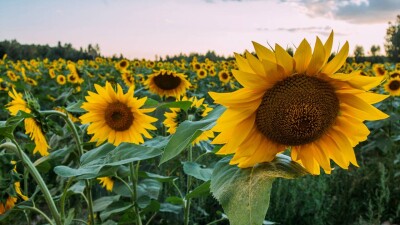 Қазақстанда күнбағыс өсіретін шаруалар экспорттық баж салығын алып тастауды сұрады