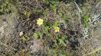 Ерекше құбылыс: Көкшетау паркінде сарғылт кестежусан бір жылда екі рет гүлдеді