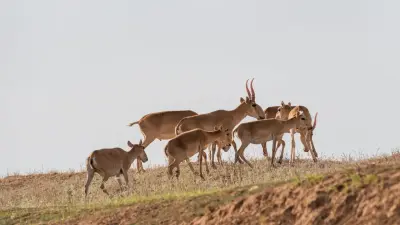 Ұлытау облысында ер адамнан 300-ден астам киік мүйізі тәркіленді 