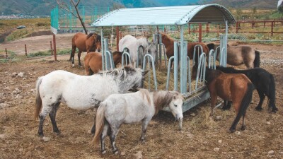 Талғарда қожалық иесі егістігіне кірген барлық малды атып өлтірген