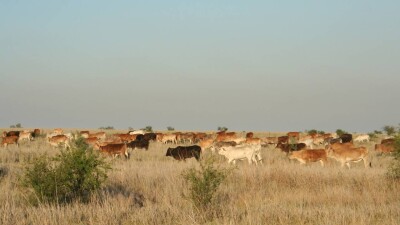 "Бір тамшы су жоқ". Жамбыл облысында дихандар төтенше жағдай жариялауды сұрады