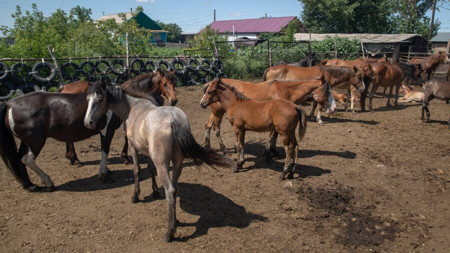 Атырау облысында наурыздан бері малдың неден қырылып жатқаны анықталды