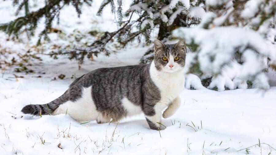 Қазақстандықтар 2023 жылдың қыркүйегінен бастап үй жануарларын тіркеуге міндеттеледі