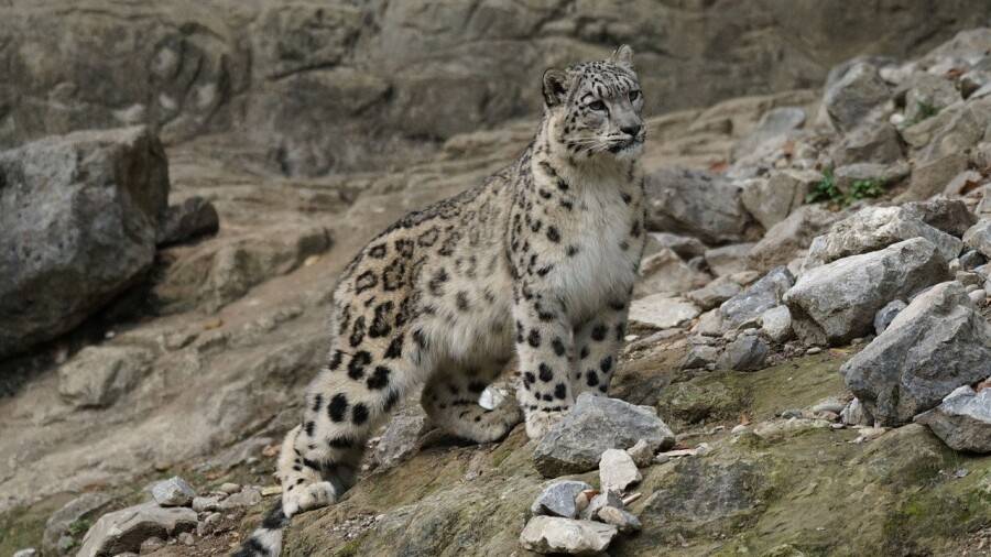 "Көлсай көлдері" ұлттық паркінде қар барысы фототұзаққа ілікті