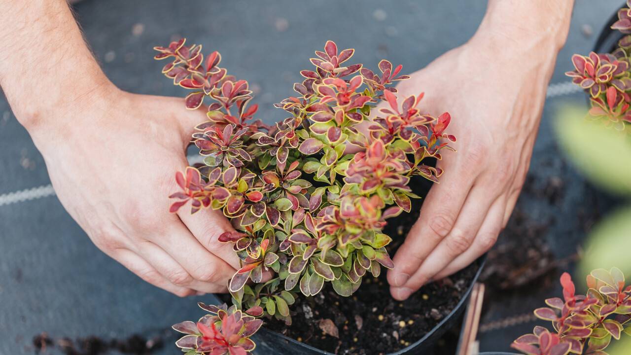 Малшылар мен егіншілер: Шетелден келген маусымдық жұмысшылар қай салаларға тартылады?