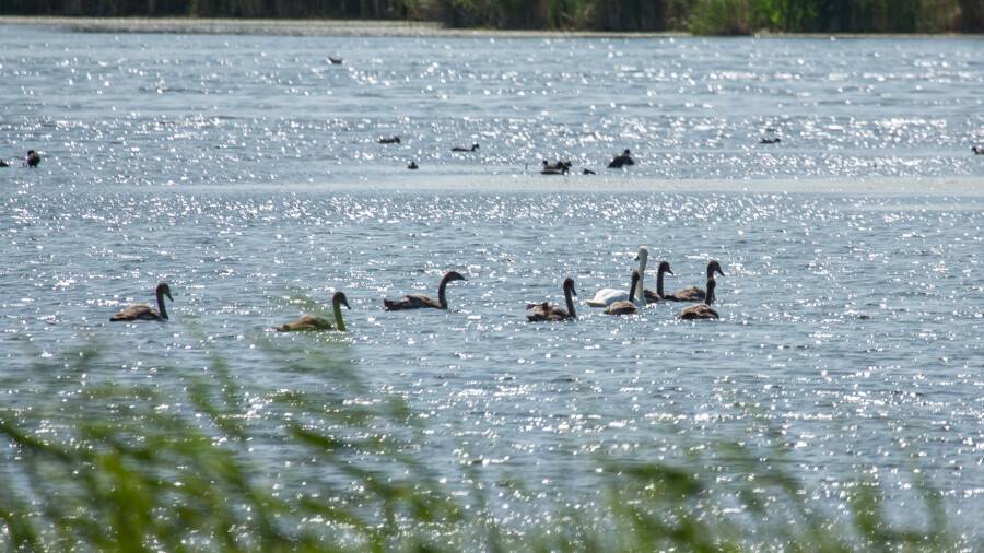 Мәжіліс депутаттары Аса өзенінің суын Билікөлге жіберуді ұсынды