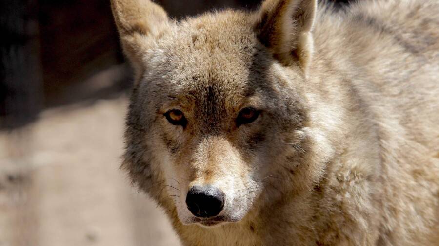 Еттің қымбаттауынан зообақтар азық үшін ұсақ мал асырап жатыр